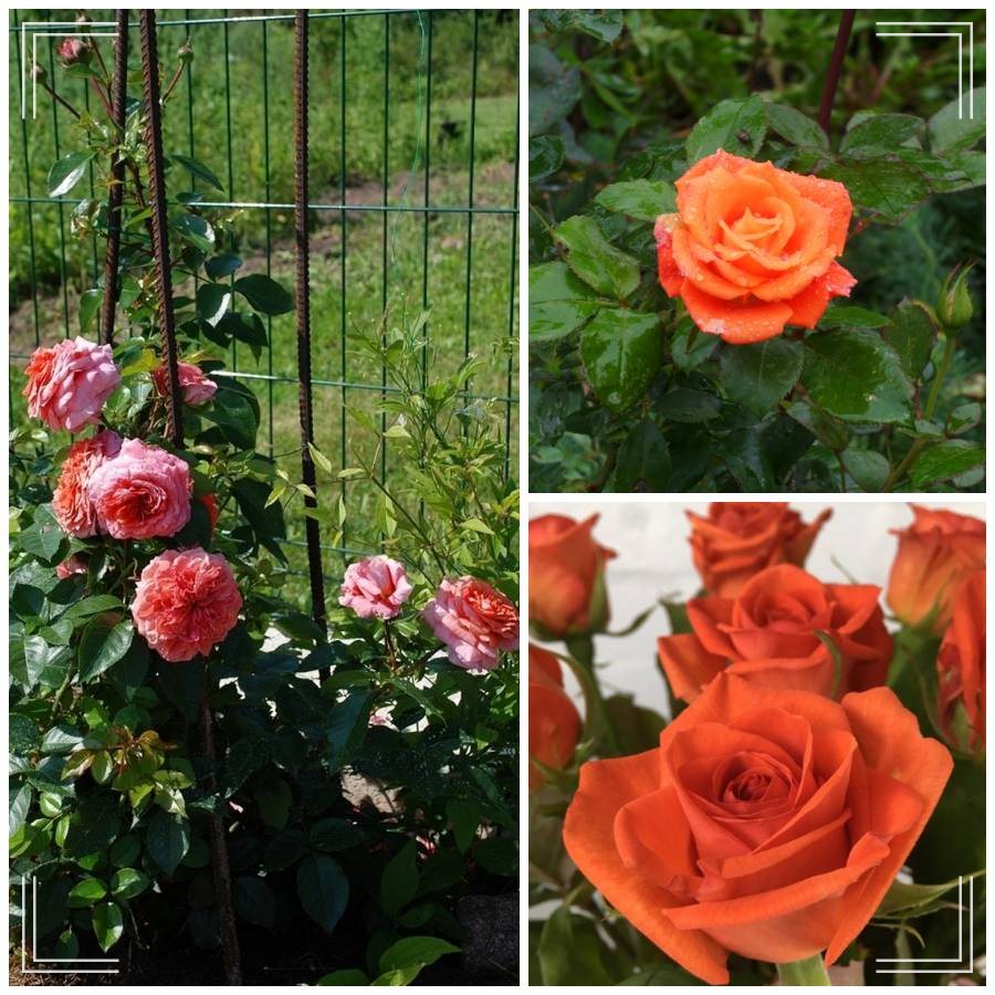 Naranga róża pnąca